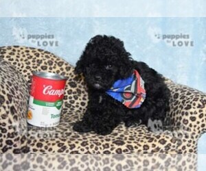 Poodle (Toy) Puppy for sale in SANGER, TX, USA