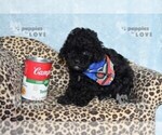 Image preview for Ad Listing. Nickname: AKC TINY JINGLE