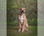 Small #7 Boxer-Mastiff Mix