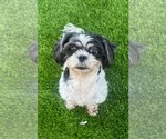Small #2 Shih Tzu
