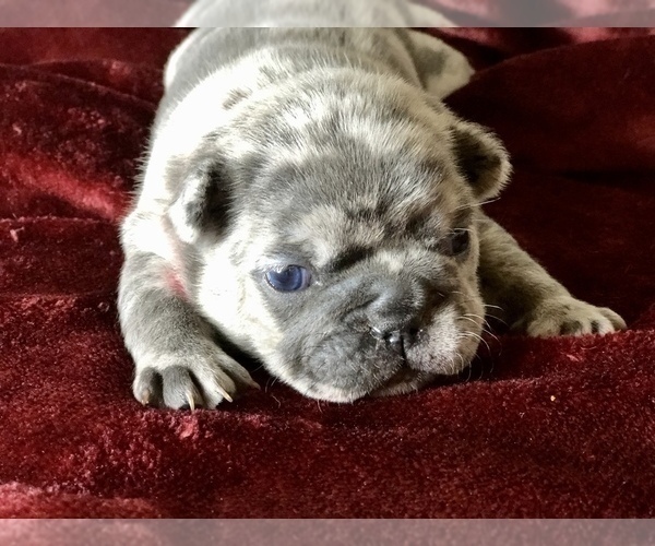 Medium Photo #14 French Bulldog Puppy For Sale in BUCKS BAR, CA, USA