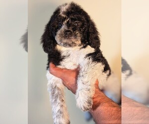 Medium Bernedoodle-Cavapoo (Miniature) Mix