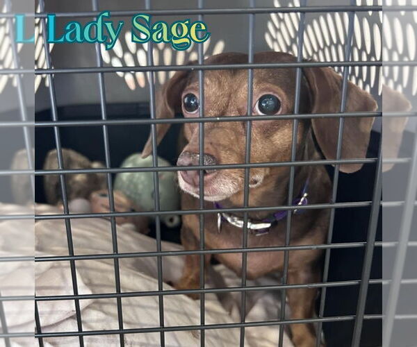 Medium Photo #5 Dachshund Puppy For Sale in San Antonio, TX, USA