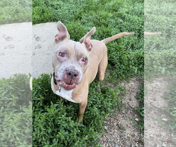 Medium Photo #4 American Pit Bull Terrier-Unknown Mix Puppy For Sale in Germantown, OH, USA