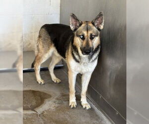German Shepherd Dog Dogs for adoption in San Bernardino, CA, USA