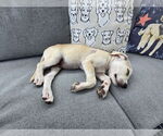 Small #5 Labrador Retriever Mix