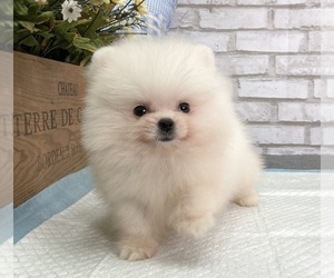 Pomeranian Puppies For Sale In Usa Page 1 10 Per Page Puppyfinder Com