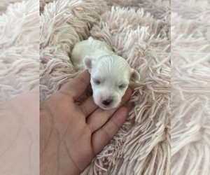Maltese Puppy for sale in SAN ANTONIO, TX, USA