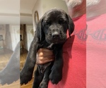 Small Photo #7 Mastiff Puppy For Sale in BRANTLEY, AL, USA