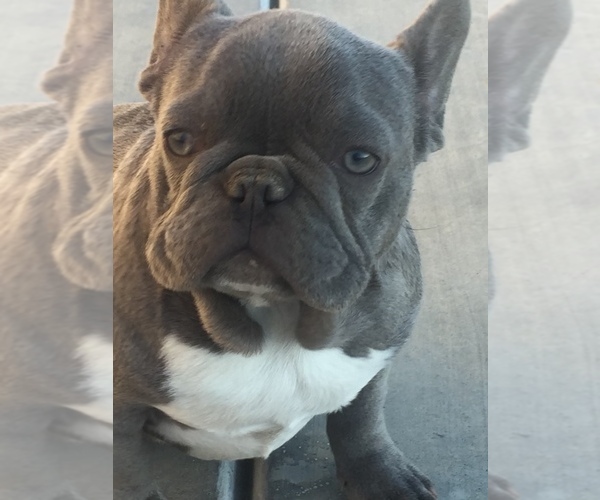Medium Photo #1 French Bulldog Puppy For Sale in MABLETON, GA, USA