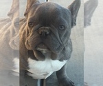Small Photo #1 French Bulldog Puppy For Sale in MABLETON, GA, USA