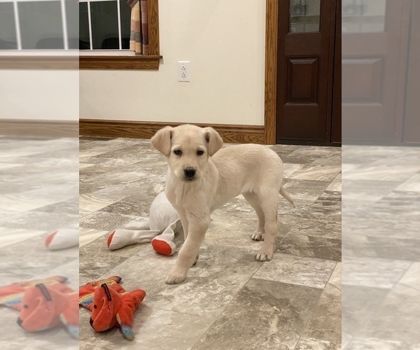 Medium Photo #1 Labrador Retriever Puppy For Sale in CANOGA, NY, USA