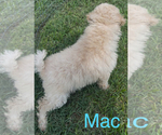Small #1 Maltese-Poodle (Toy) Mix