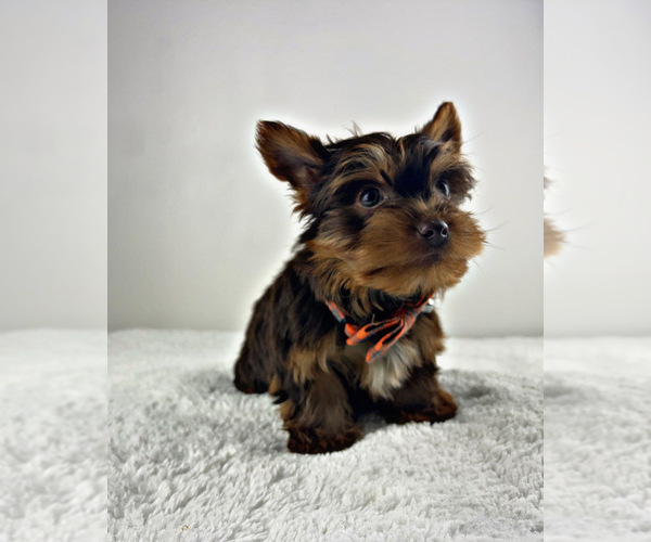 Medium Photo #10 Yorkshire Terrier Puppy For Sale in LOCUST GROVE, GA, USA