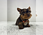 Small Photo #10 Yorkshire Terrier Puppy For Sale in LOCUST GROVE, GA, USA
