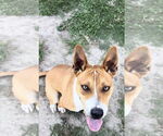 Small #6 Basenji Mix