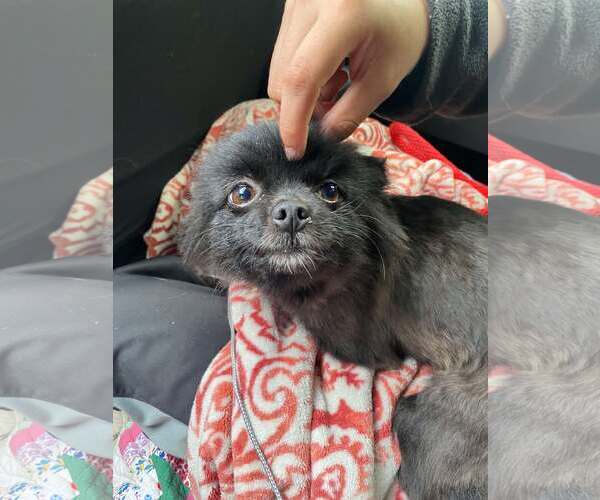 Medium Photo #1 Pomeranian Puppy For Sale in Lewistown, PA, USA