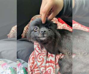 Pomeranian Dogs for adoption in Lewistown, PA, USA