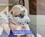 Puppy Dark Blue Daniff-Neapolitan Mastiff Mix