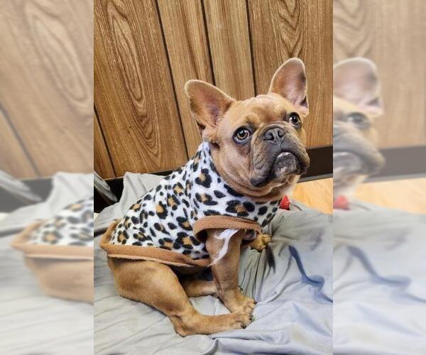 Medium Photo #1 French Bulldog Puppy For Sale in Parlier, CA, USA