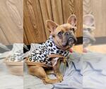 Small French Bulldog