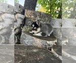 Small Photo #2 Alaskan Klee Kai-Pomsky Mix Puppy For Sale in STAPLES, MN, USA