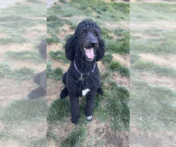 Full screen Photo #1 Poodle (Standard) Puppy For Sale in CITRUS HEIGHTS, CA, USA