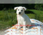 Small #3 German Shepherd Dog