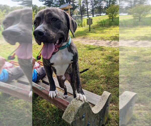 Medium Photo #7 American Pit Bull Terrier-Mountain Cur Mix Puppy For Sale in Rockaway, NJ, USA