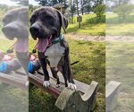 Small #6 American Pit Bull Terrier-Mountain Cur Mix