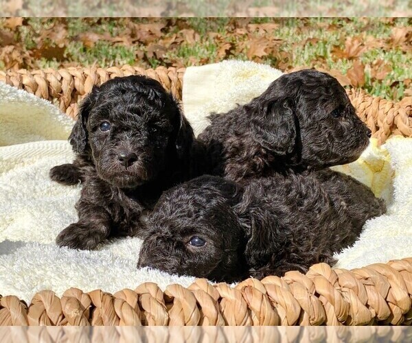 View Ad Poodle (Toy) Puppy for Sale near Texas, HOUSTON, USA. ADN230312