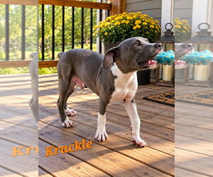 Krackle - Male American Pit Bull Terrier-Unknown Mix Dog for Adoption - Photo #2