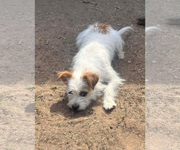Medium Photo #3 Jack Russell Terrier-Unknown Mix Puppy For Sale in Grafton, WI, USA