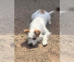Small #2 Jack Russell Terrier Mix