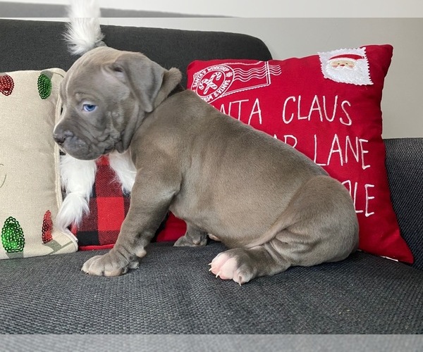 Medium Photo #11 American Pit Bull Terrier Puppy For Sale in PALM BCH GDNS, FL, USA