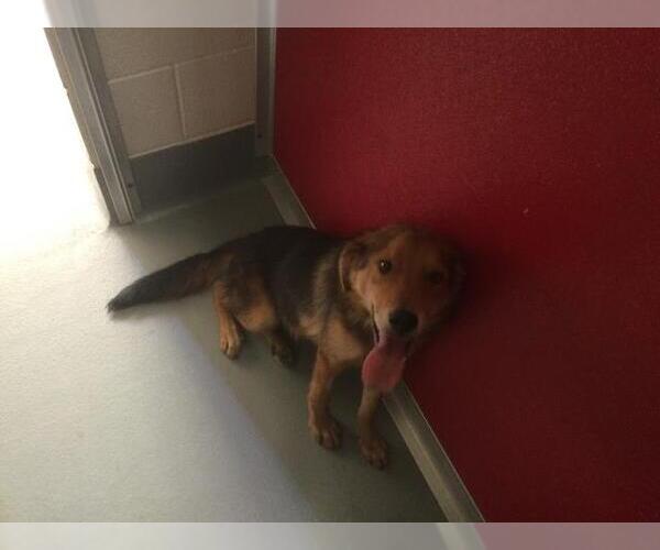 Medium Photo #1 German Shepherd Dog-Unknown Mix Puppy For Sale in Visalia, CA, USA