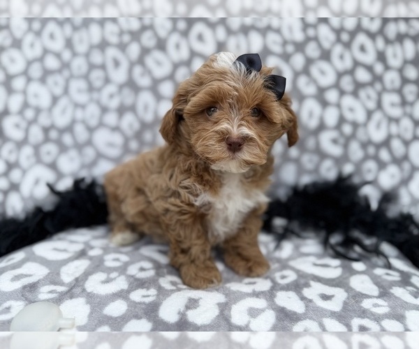 Medium Photo #3 Shih-Poo Puppy For Sale in LAKELAND, FL, USA