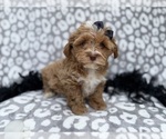 Small #2 Shih-Poo