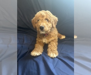Goldendoodle (Miniature) Puppy for sale in NICKTOWN, PA, USA