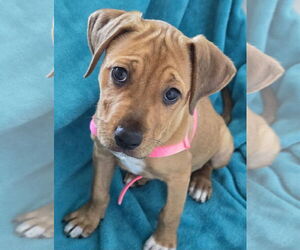 Boxer-Unknown Mix Dogs for adoption in Greenville, IL, USA