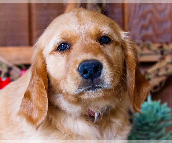 Medium Photo #2 Golden Retriever Puppy For Sale in WAKARUSA, IN, USA