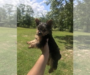 Yorkshire Terrier Puppy for sale in BAY MINETTE, AL, USA