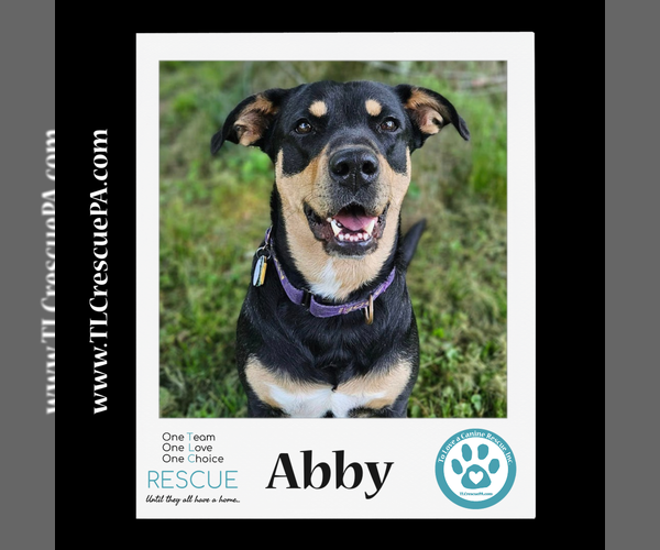 Medium Photo #22 Mutt Puppy For Sale in Kimberton, PA, USA