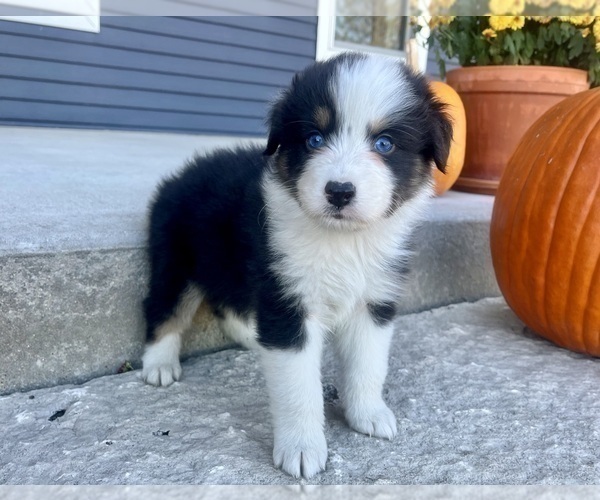 Medium Photo #8 Australian Shepherd Puppy For Sale in LODA, IL, USA