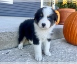 Small #7 Australian Shepherd