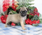 Small Photo #4 Pug Puppy For Sale in SHILOH, OH, USA