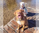 Small Photo #2 American Bulldog-American Staffordshire Terrier Mix Puppy For Sale in Minneapolis, MN, USA