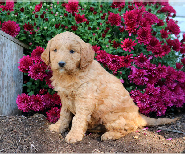 Medium Photo #3 Goldendoodle (Miniature) Puppy For Sale in LEBANON, PA, USA
