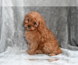 Cavapoo Puppy for sale in MILLERSBURG, OH, USA