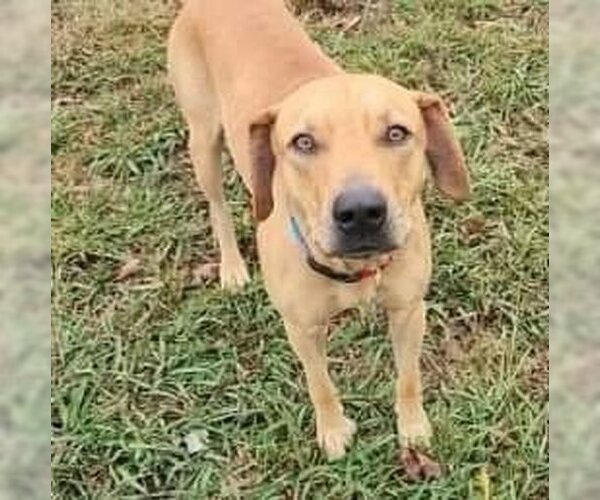 Medium Photo #5 Labrador Retriever-Unknown Mix Puppy For Sale in Columbus, IN, USA